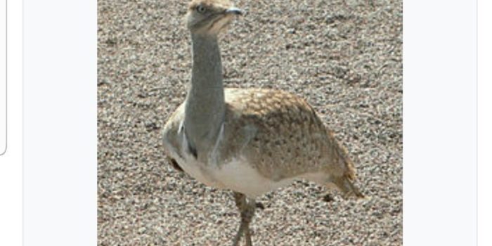 Petition to Protect the Houbara Bustard